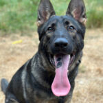 Happy German Shepherd Dog with tongue out