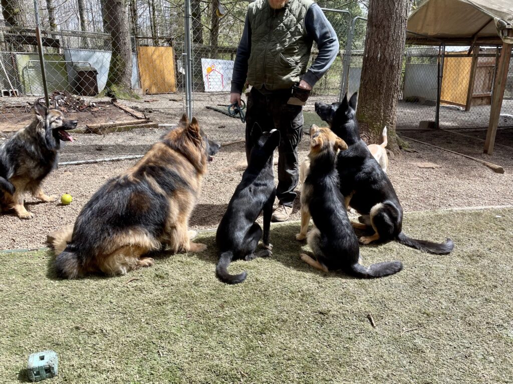 Adam Winston standing in an outdoor training yard working with a group of attentive German Shepherds at Country Inn Pet Resort and Spa in McCleary, Washington.