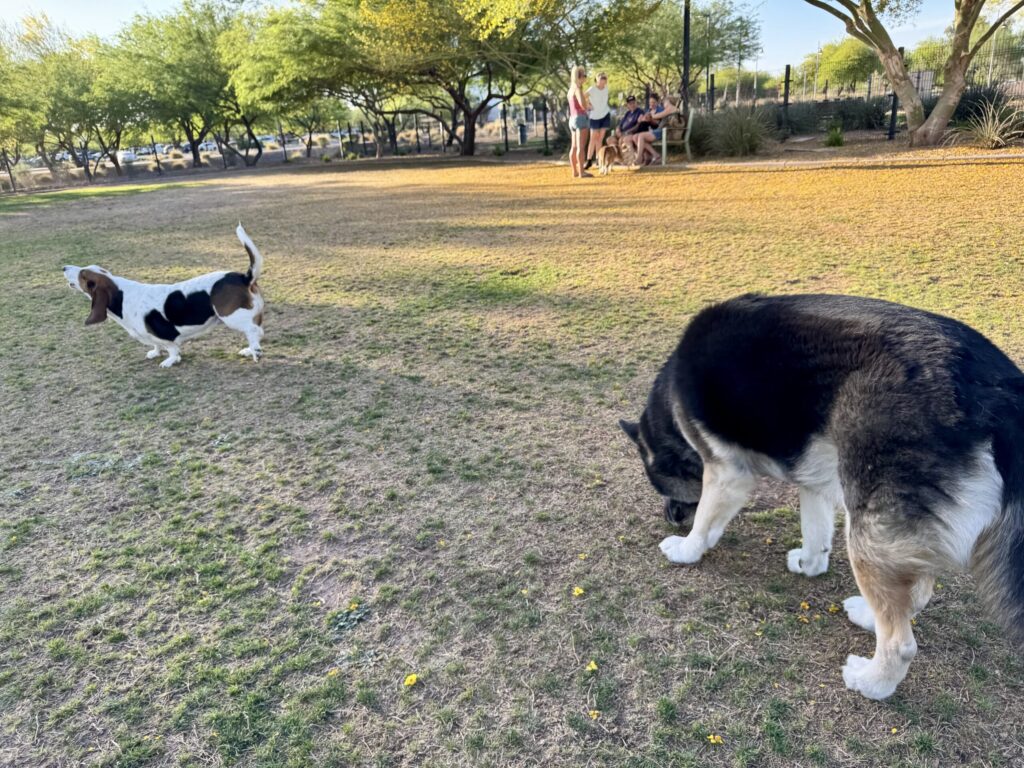 A dog gently sniffing the ground near other dogs in a park, offering a calming signal to show friendly intentions.
