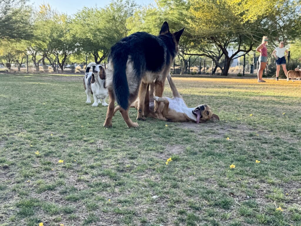 Two dogs engaged in high‑energy play on the grass, with one dog on the ground and the other standing over them, showing how intense play can escalate without supervision.