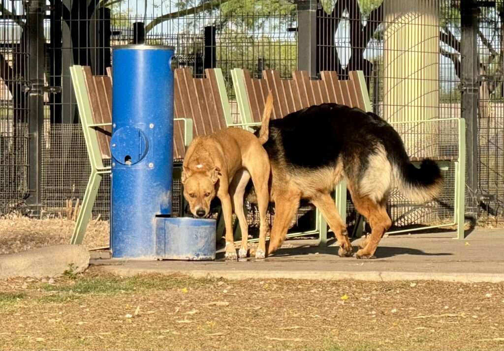 A tan mixed‑breed dog takes a self‑directed water break at a park fountain while a black‑and‑tan German Shepherd stands nearby, both in a fenced dog‑park environment.