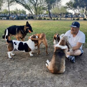 Adam Winston sits on the ground at a dog park surrounded by several dogs of different breeds, including a German Shepherd holding a ball and multiple Basset Hounds interacting around him. McCleary dog drop-in visits